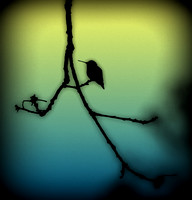 Hummingbird Silhouette