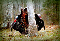 Gobblers