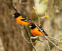 Oriole Pair