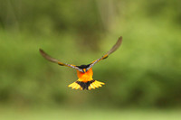 Oriole Flight